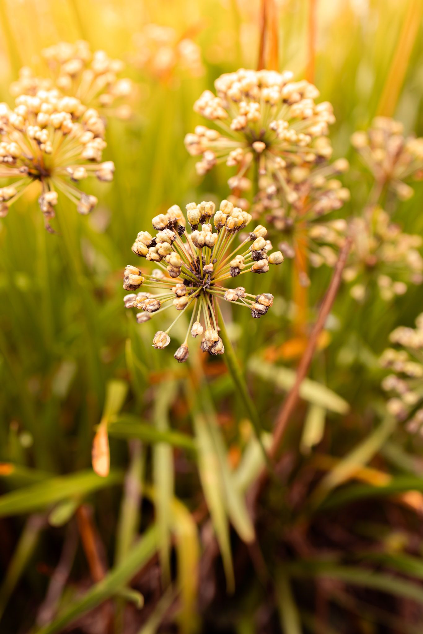 Close-up of dried allium flower heads with delicate white blooms against a blurred green grass background.