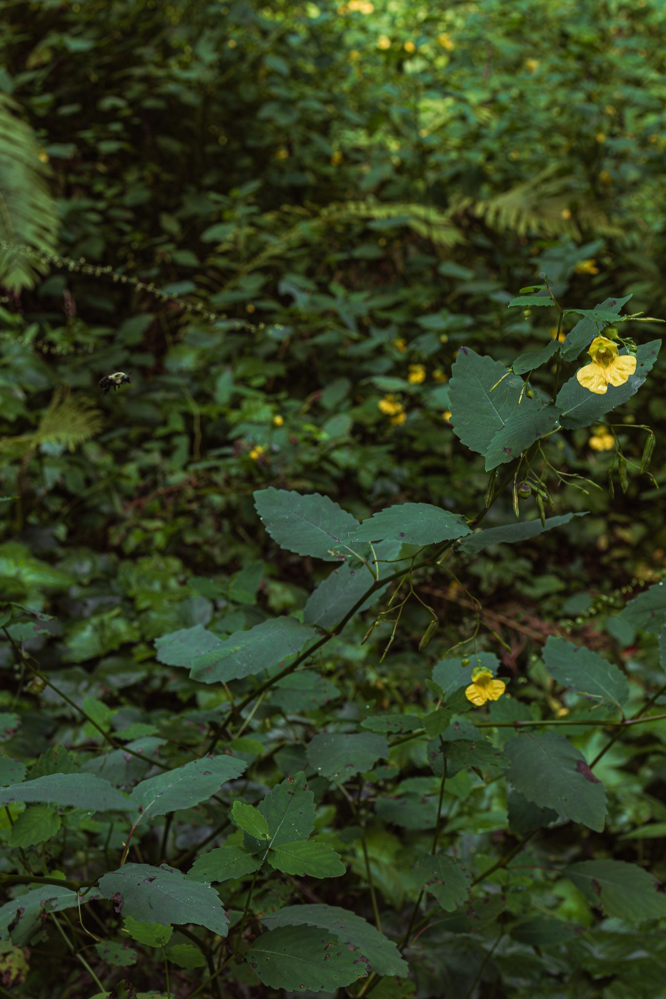 Dense green forest undergrowth with small yellow wildflowers blooming among large leaves and ferns.