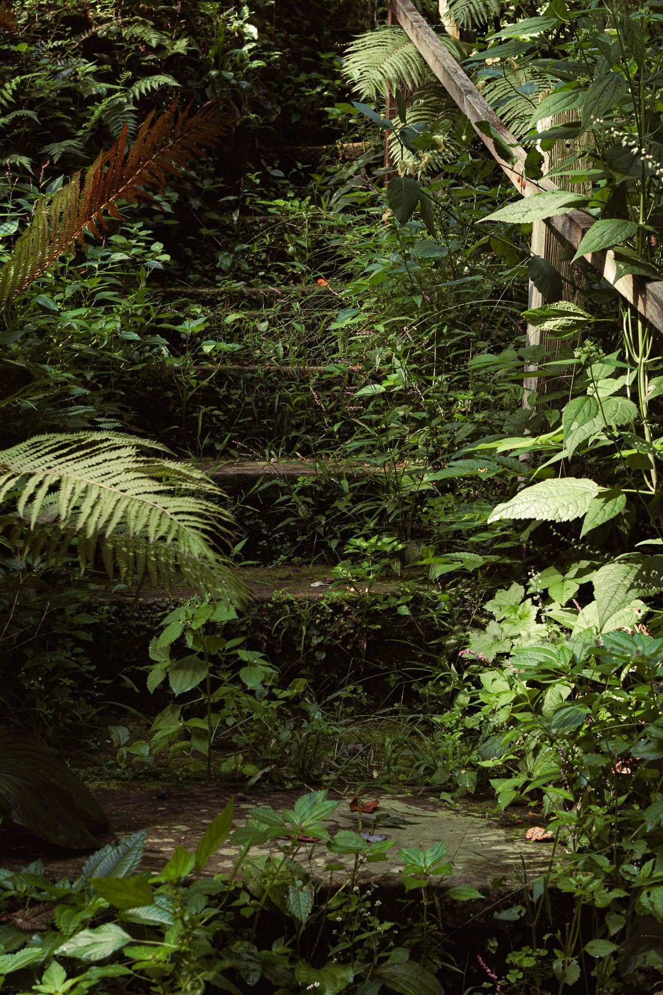 Overgrown stone steps surrounded by lush ferns and green foliage in a shaded woodland garden setting.