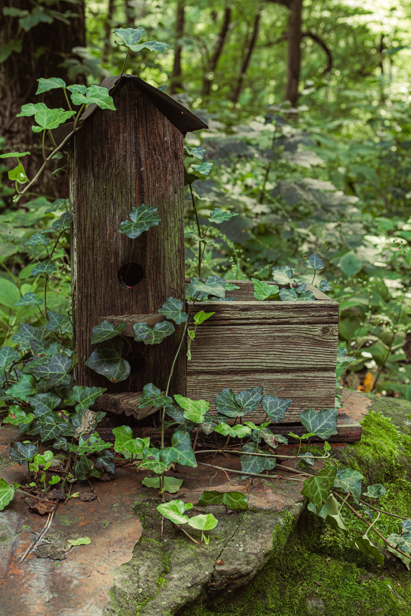 Weathered wooden birdhouse covered in ivy vines sitting on mossy stone steps in a lush green forest.