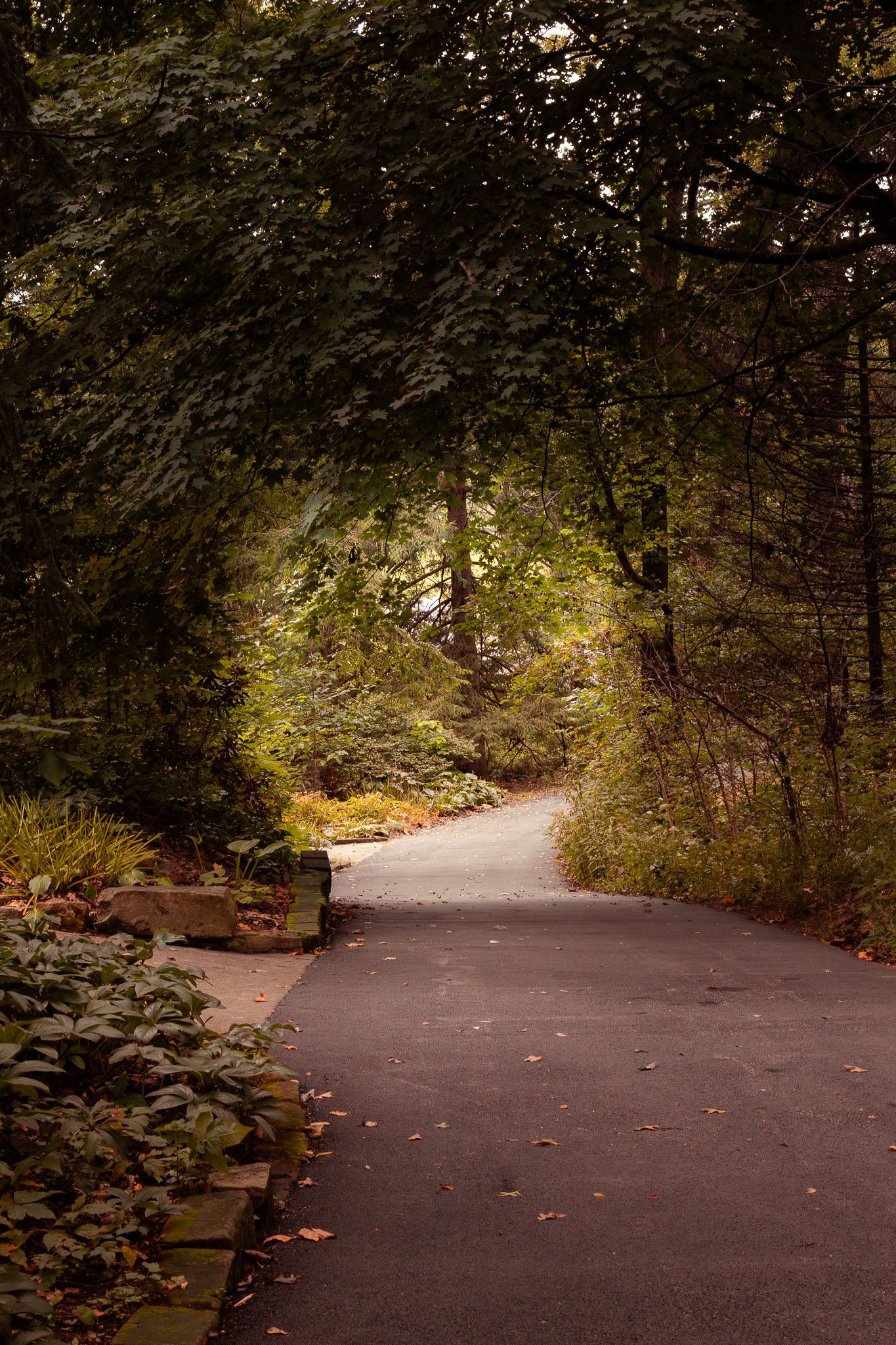 A winding paved path curves through a lush green forest tunnel with autumn leaves scattered on the ground.
