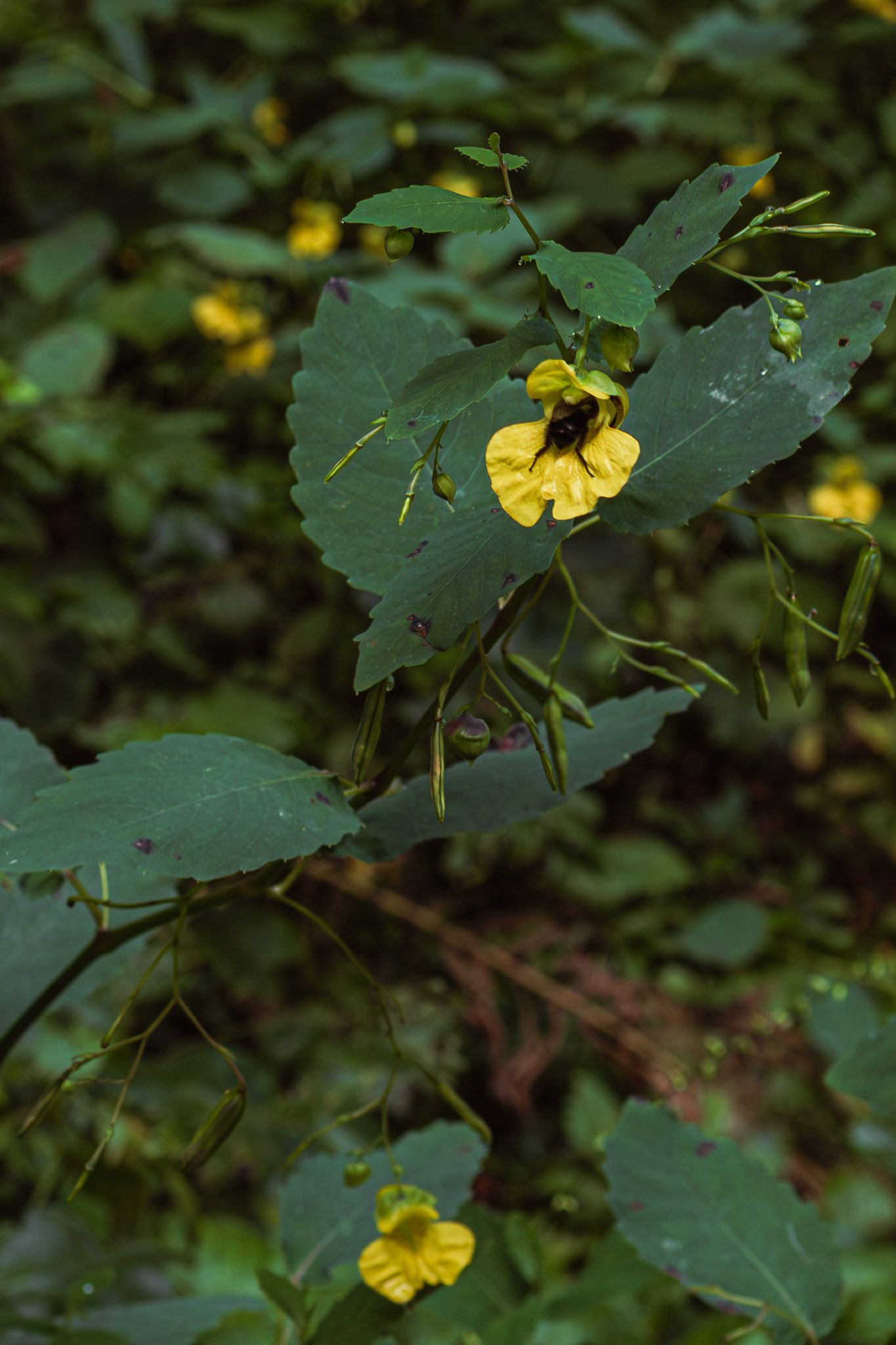 Close-up of yellow wildflowers blooming among lush green leaves in a dense forest setting.