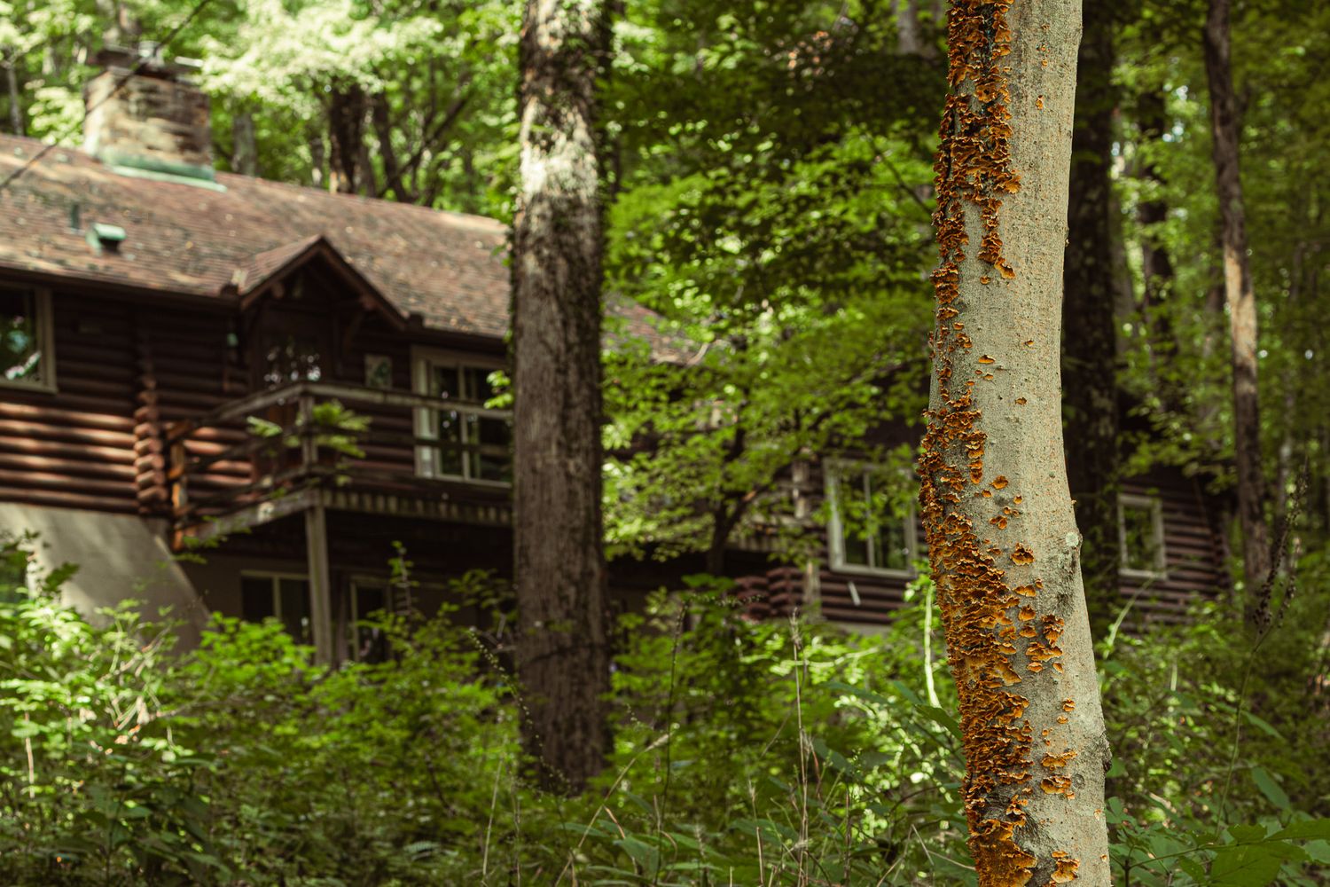 A rustic log cabin nestled among dense green forest trees, with orange fungi visible on a birch trunk.