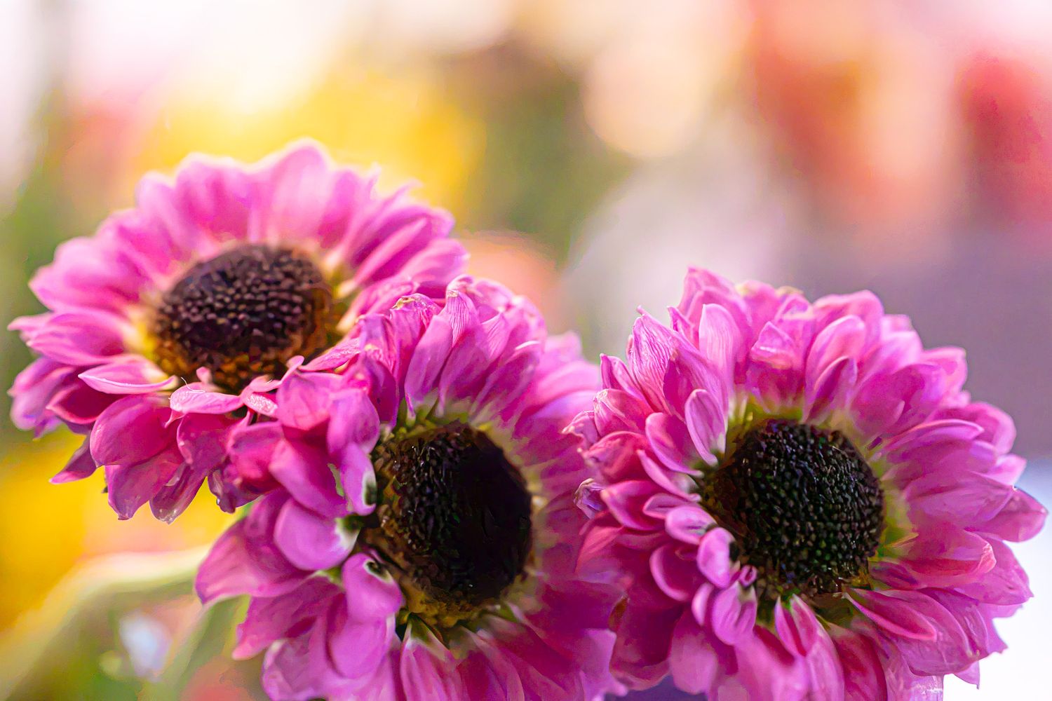 Three vibrant pink chrysanthemum flowers with dark centers in full bloom against a soft bokeh background.