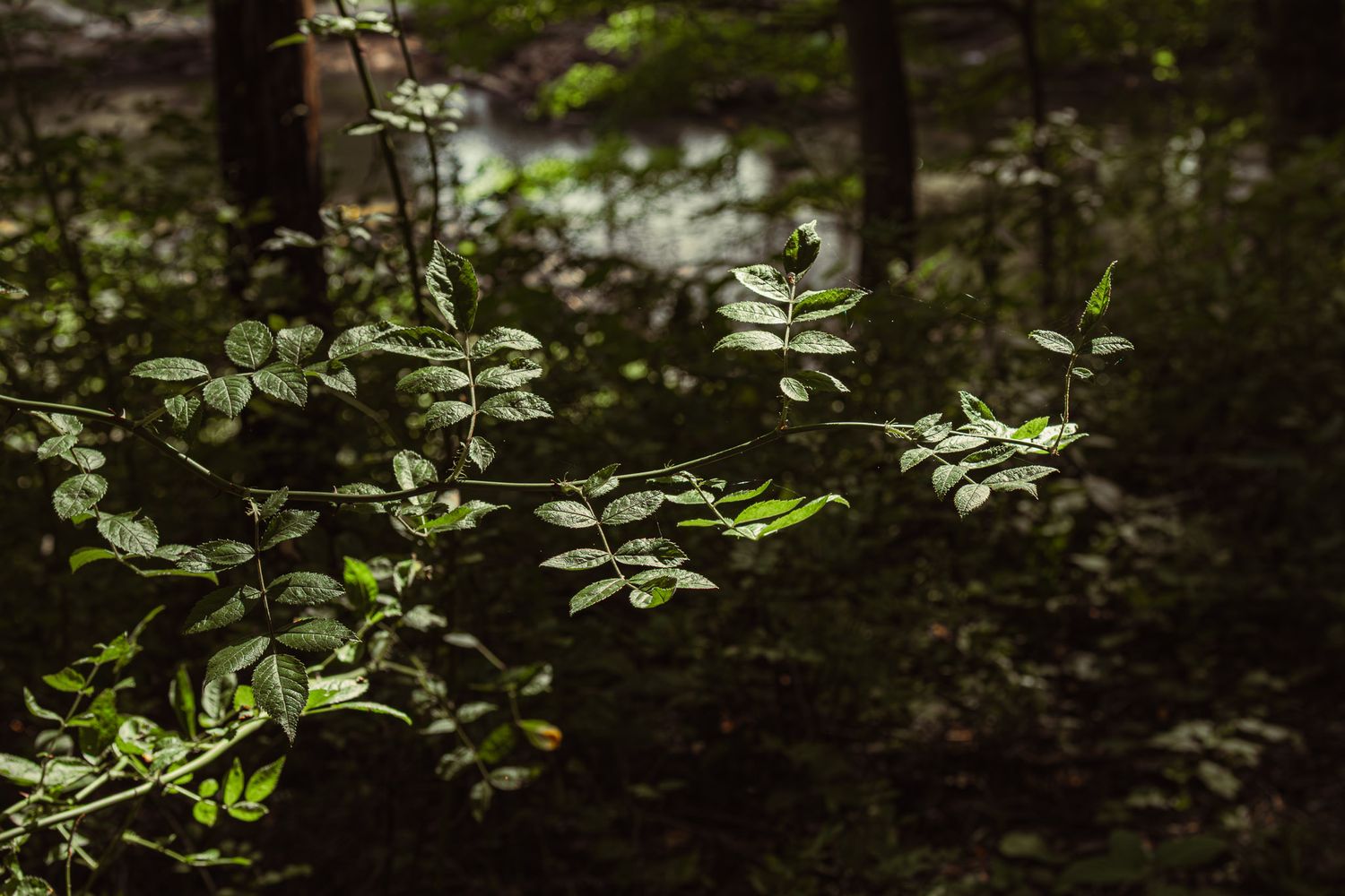 Sunlit green leafy branches glowing in a dark shaded forest with soft bokeh background.