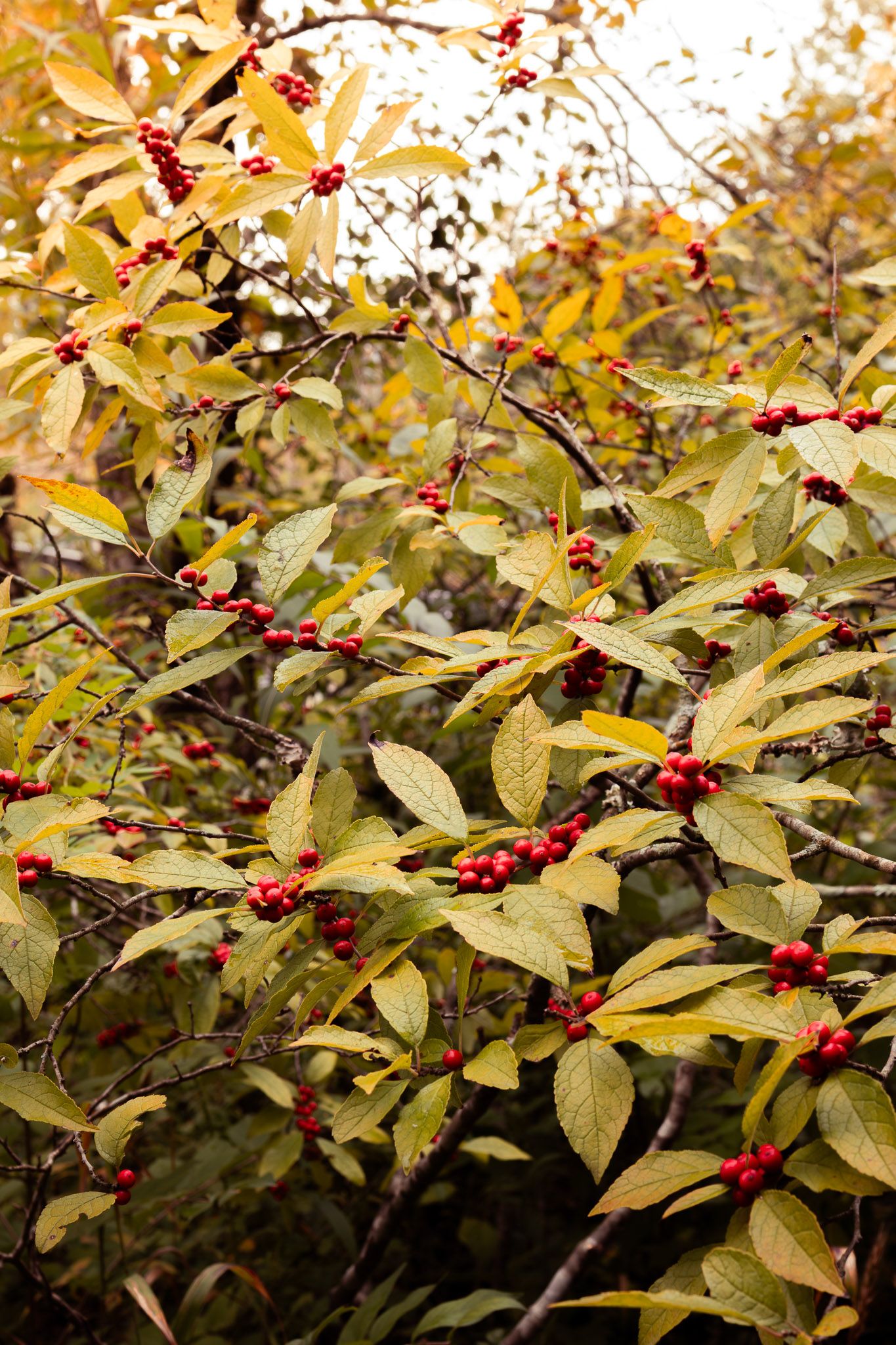 Autumn shrub with bright red berries and yellow-green leaves in a natural woodland setting.