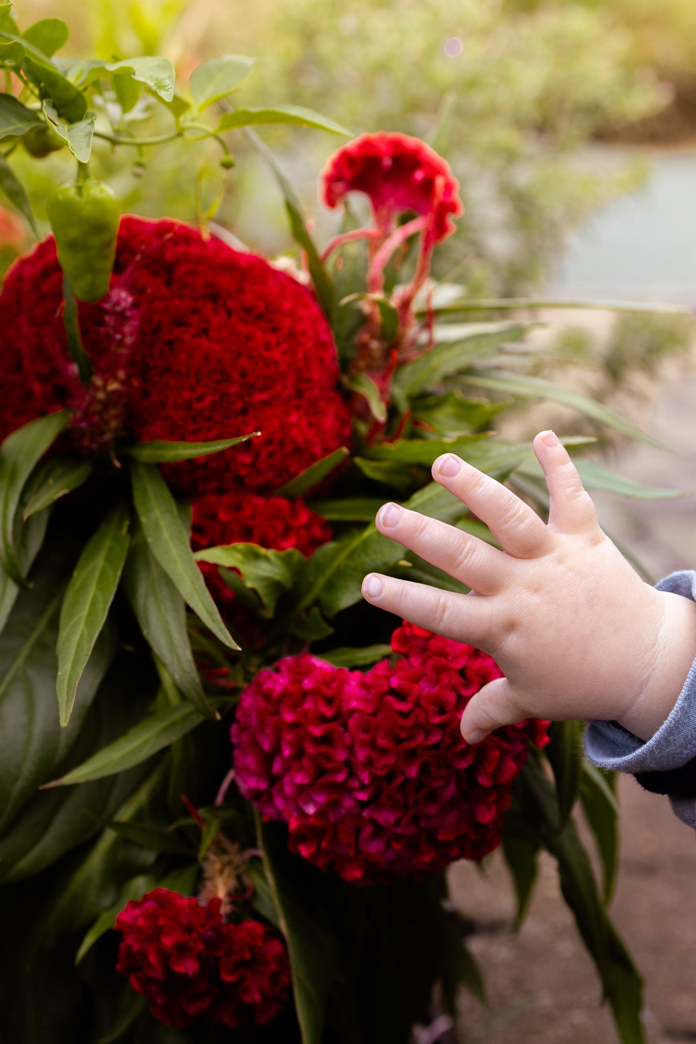 A child's hand reaching out to touch vibrant red celosia flowers in a lush garden setting.