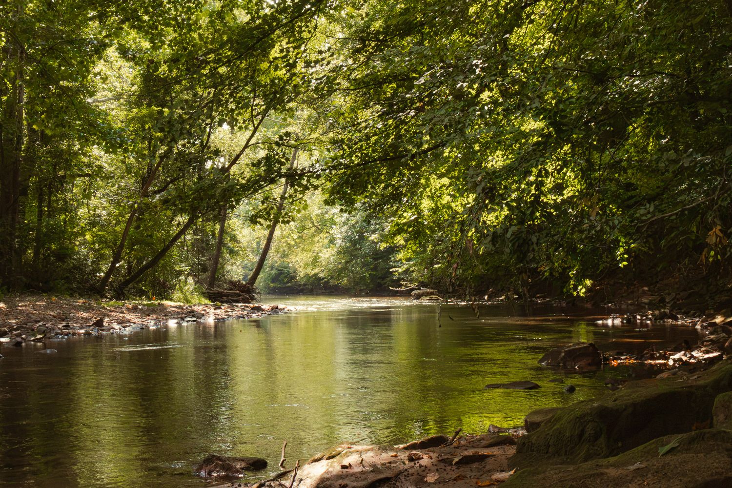 Sunlight filters through lush green trees over a calm forest river with rocky banks.
