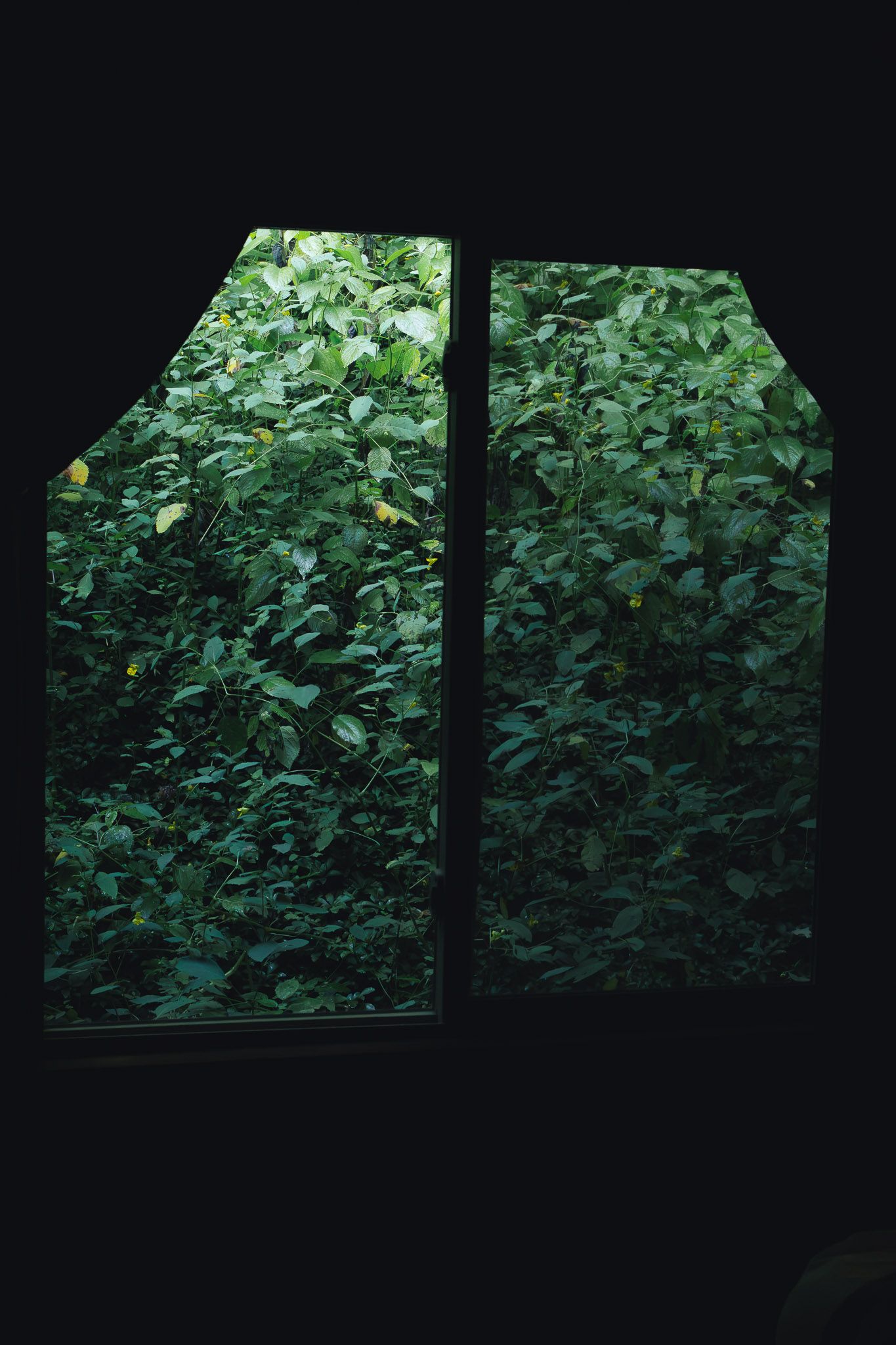 Dark interior view through a double window revealing lush green foliage and dense tropical plants outside.