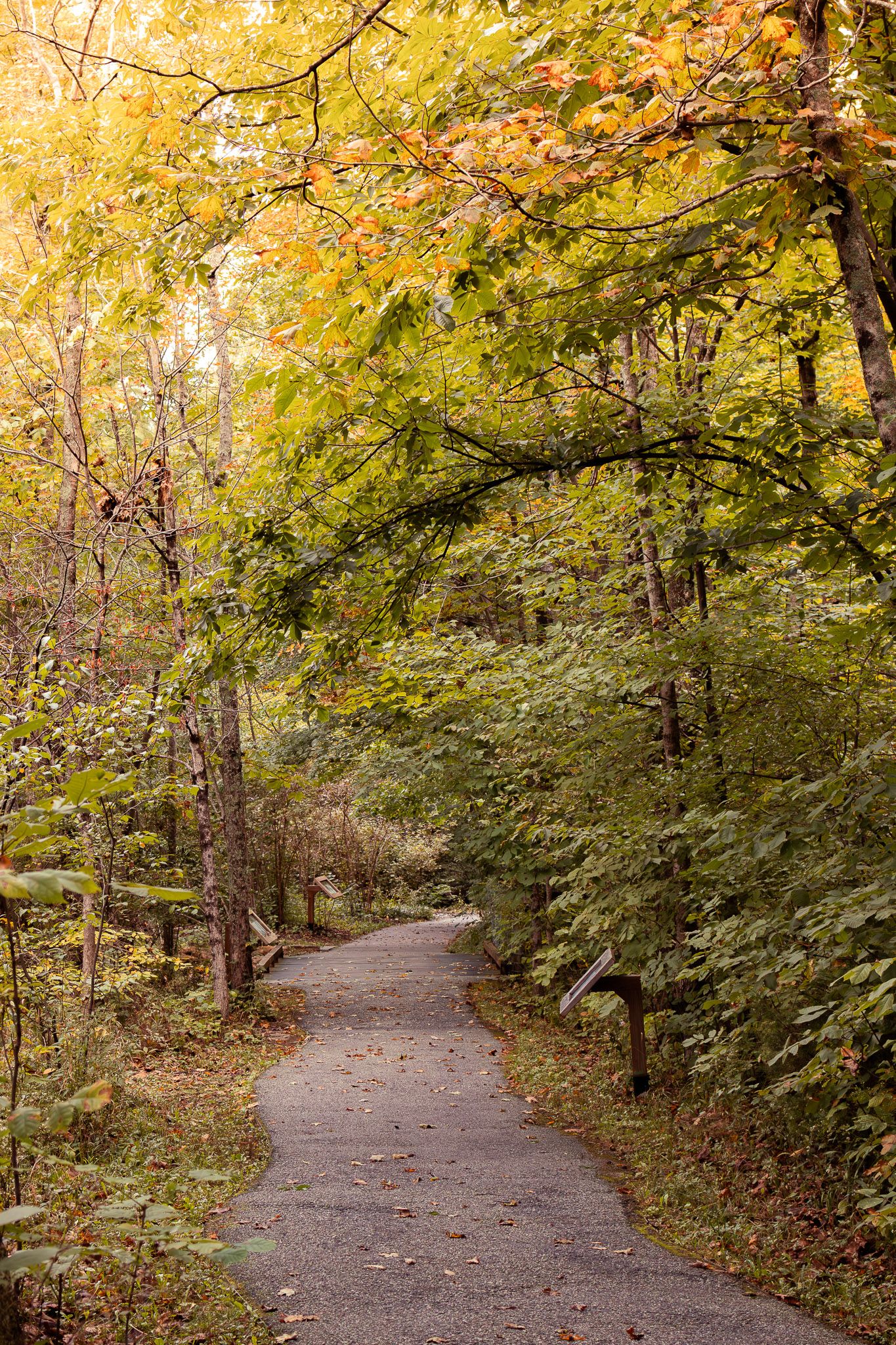 Winding paved forest path surrounded by vibrant autumn foliage in shades of green, yellow, and orange.