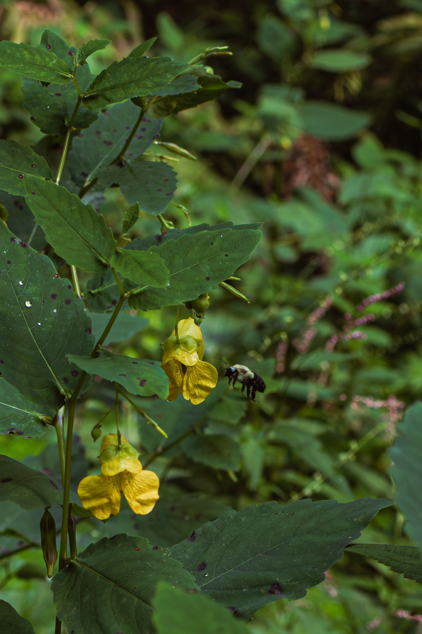 Yellow jewelweed wildflowers with a bumblebee flying nearby among dense green forest foliage.