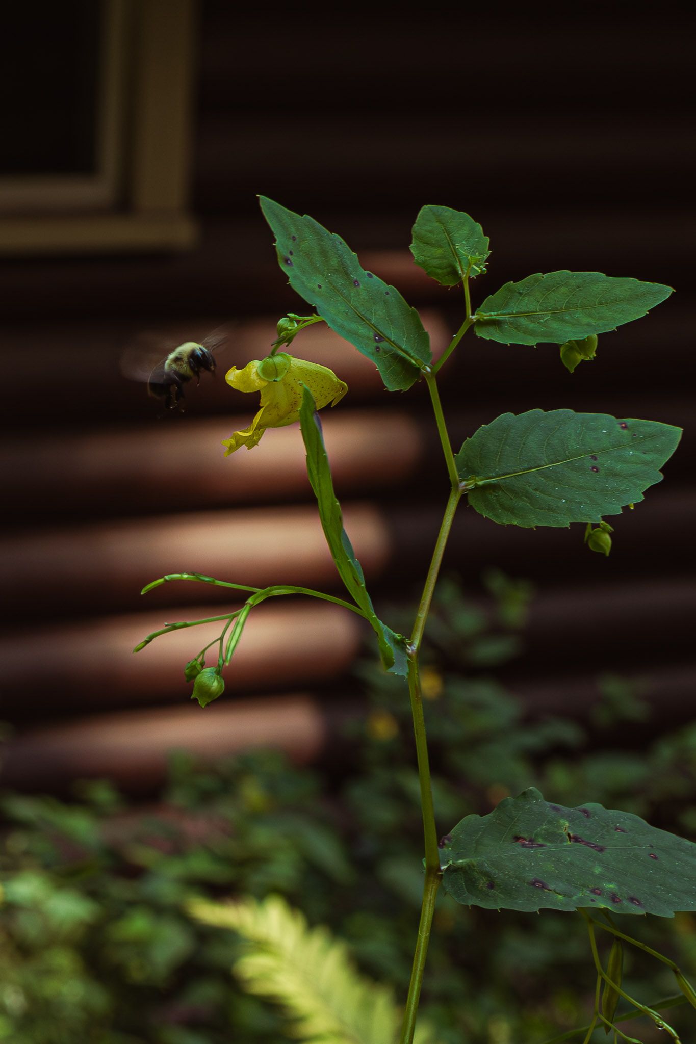 A bee hovers near a yellow flower on a green plant, with a rustic wooden cabin wall in the background.