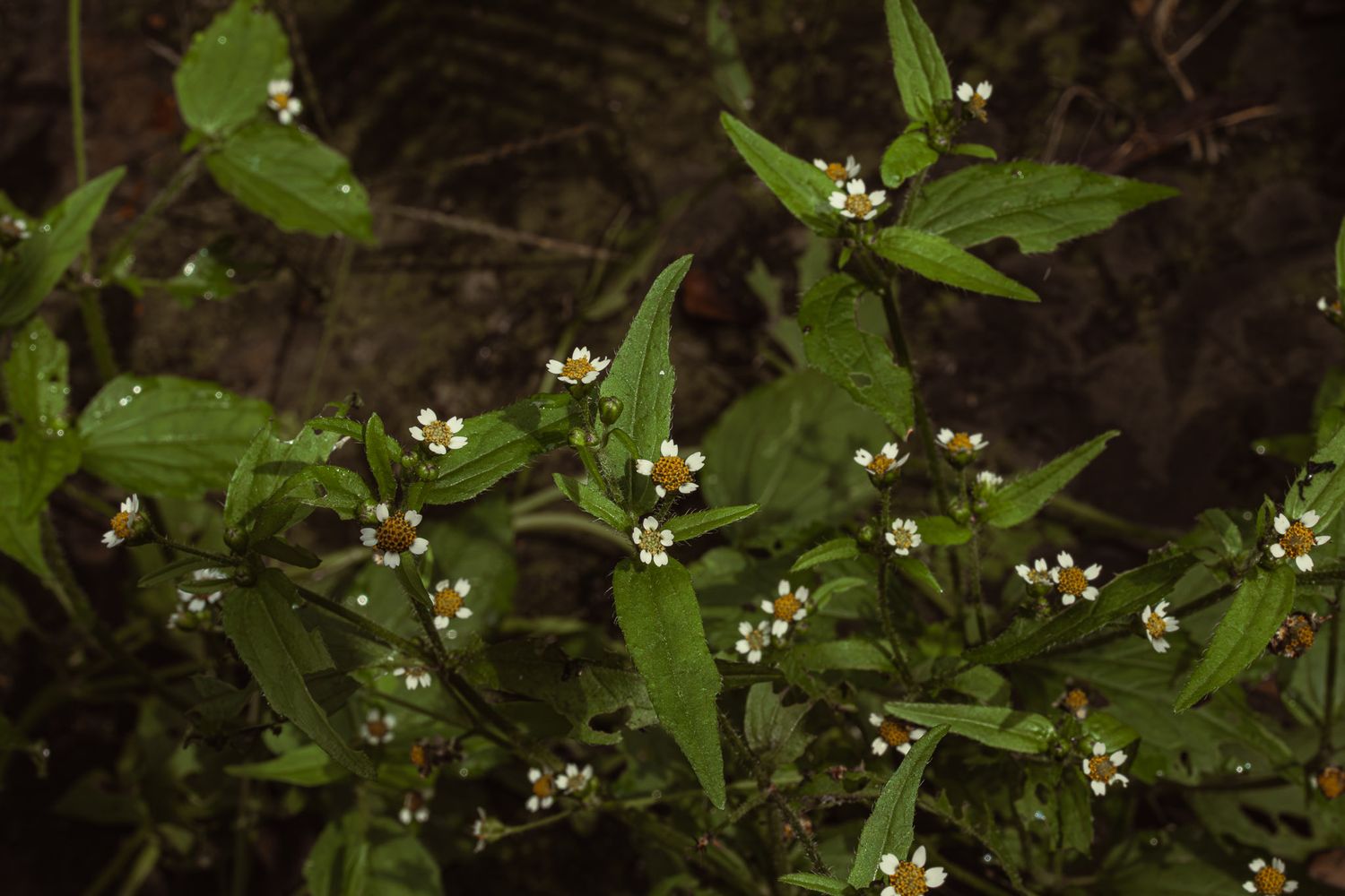 Close-up of a green plant with small white and yellow flowers growing in a natural outdoor setting.