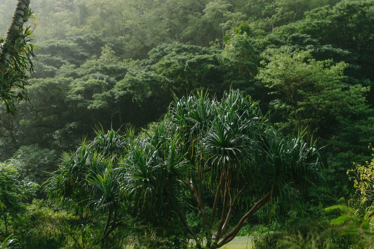 Dense tropical rainforest with pandanus tree in misty green jungle landscape.