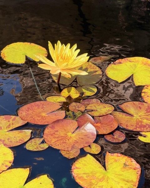 Lily pad