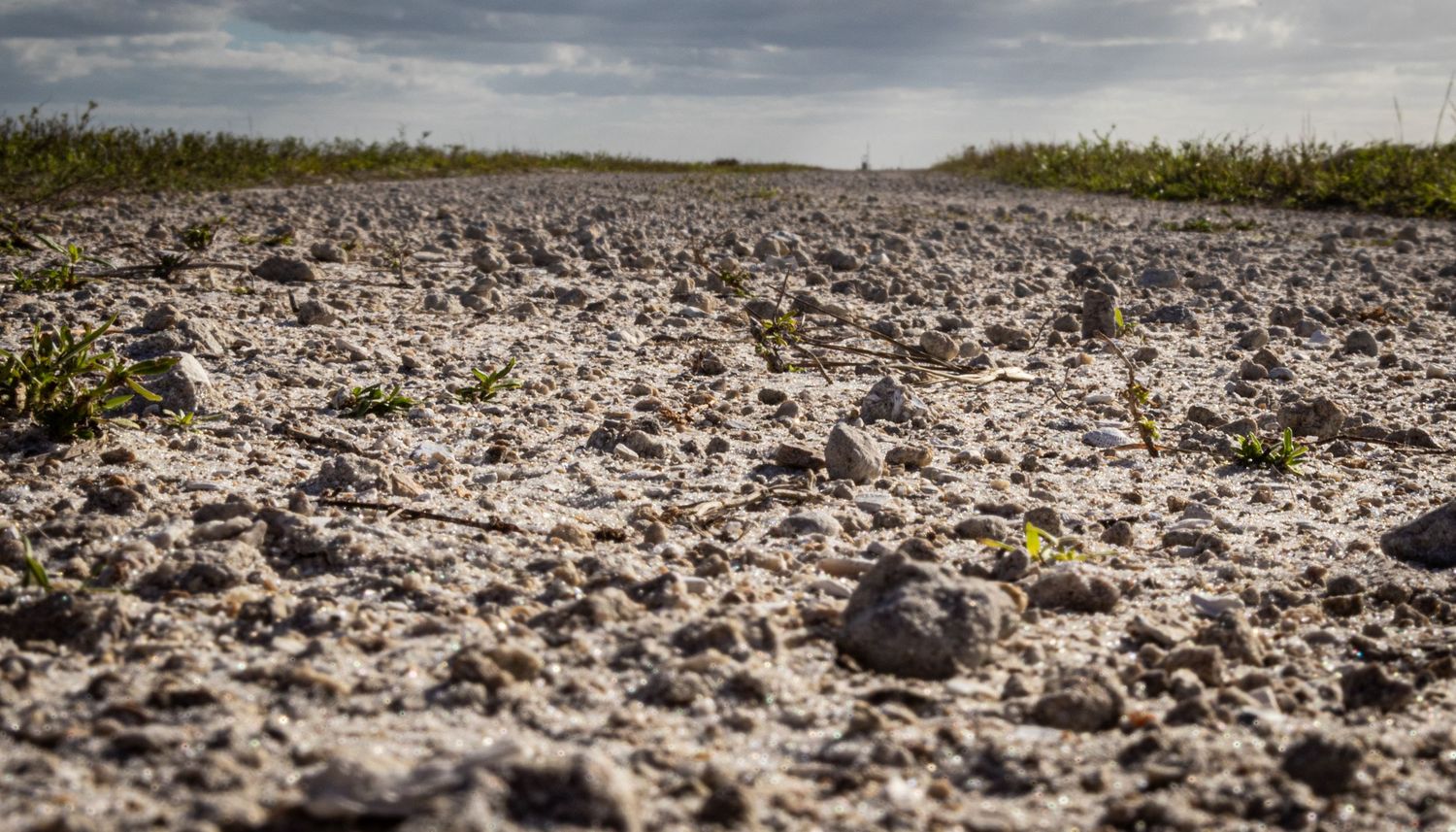 Close-up ground-level view of dry cracked soil with tiny sprouting plants under cloudy sky.
