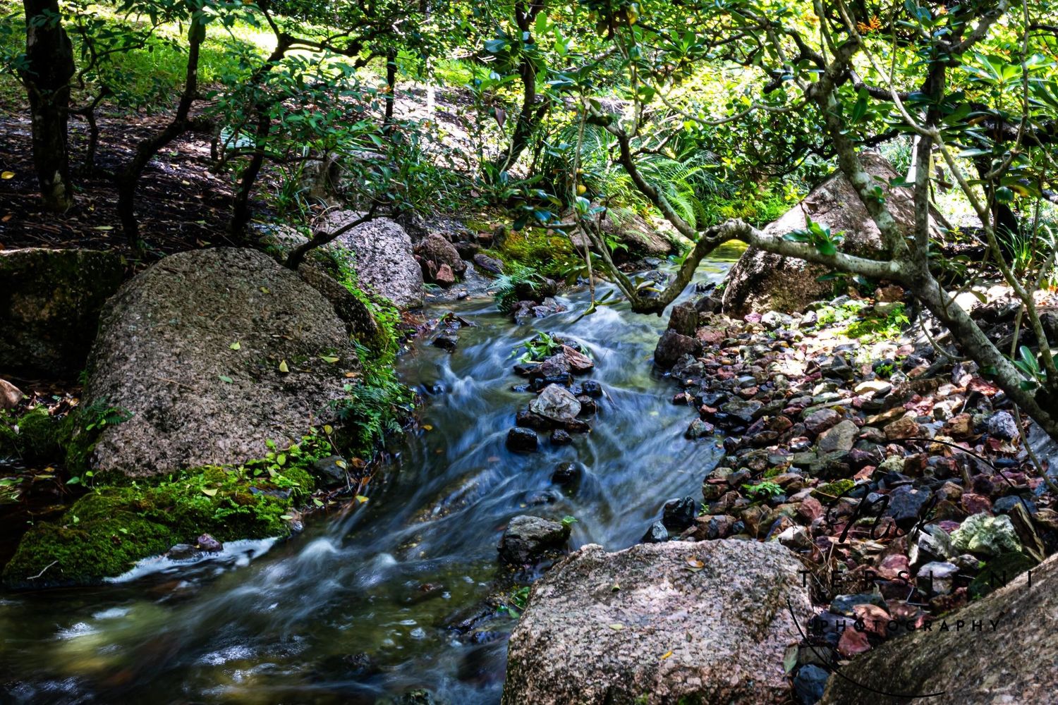 A lush green forest stream flowing over mossy rocks surrounded by dense woodland vegetation.