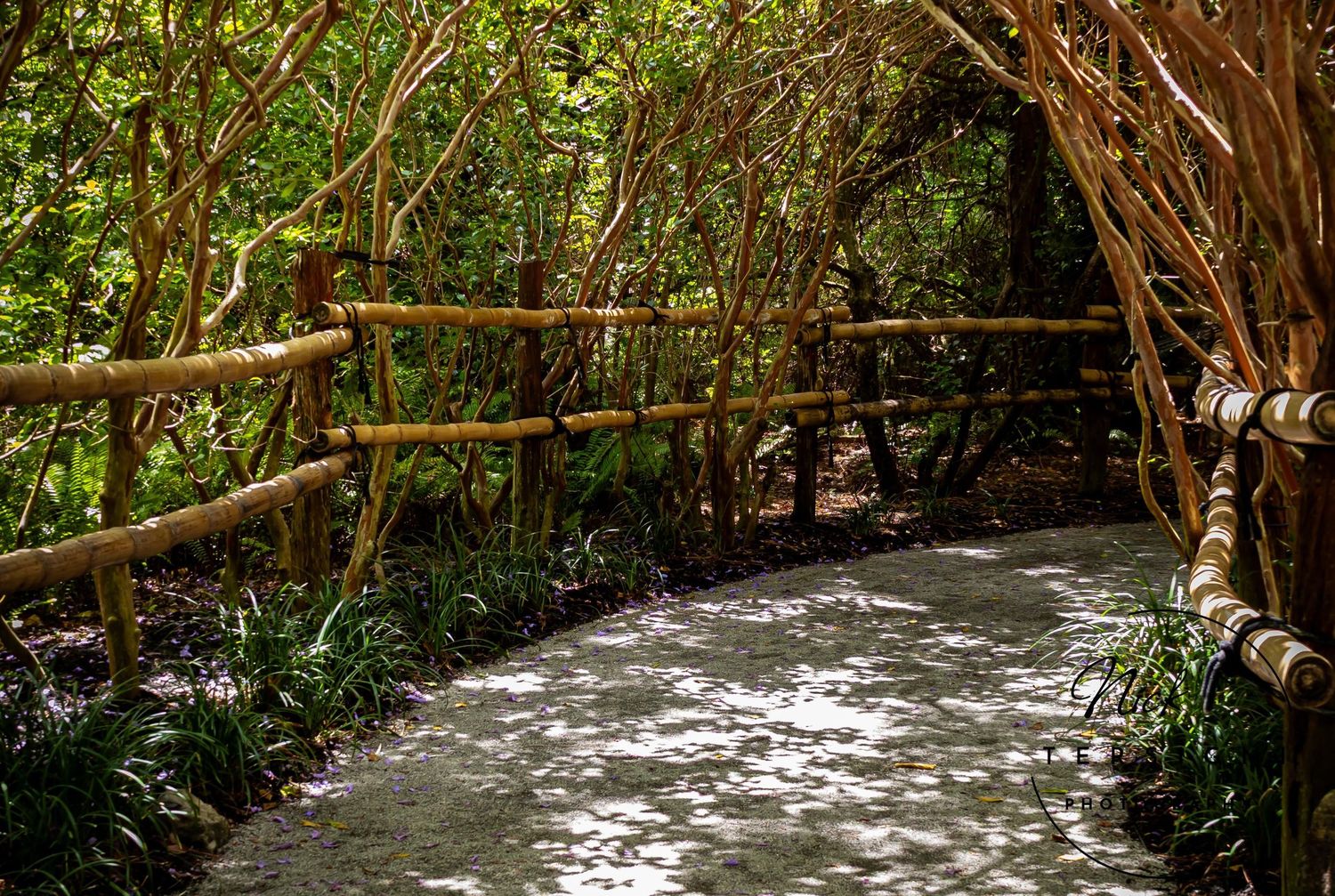 Rustic bamboo fence pathway through a lush tropical garden with dappled sunlight filtering through.