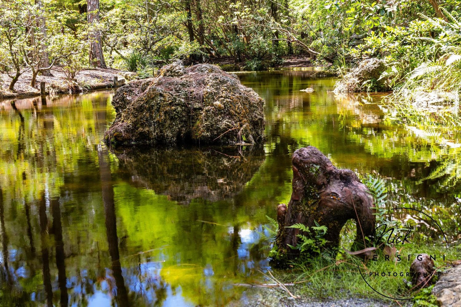 Tranquil forest pond reflecting green trees with a moss-covered boulder and twisted roots nearby.