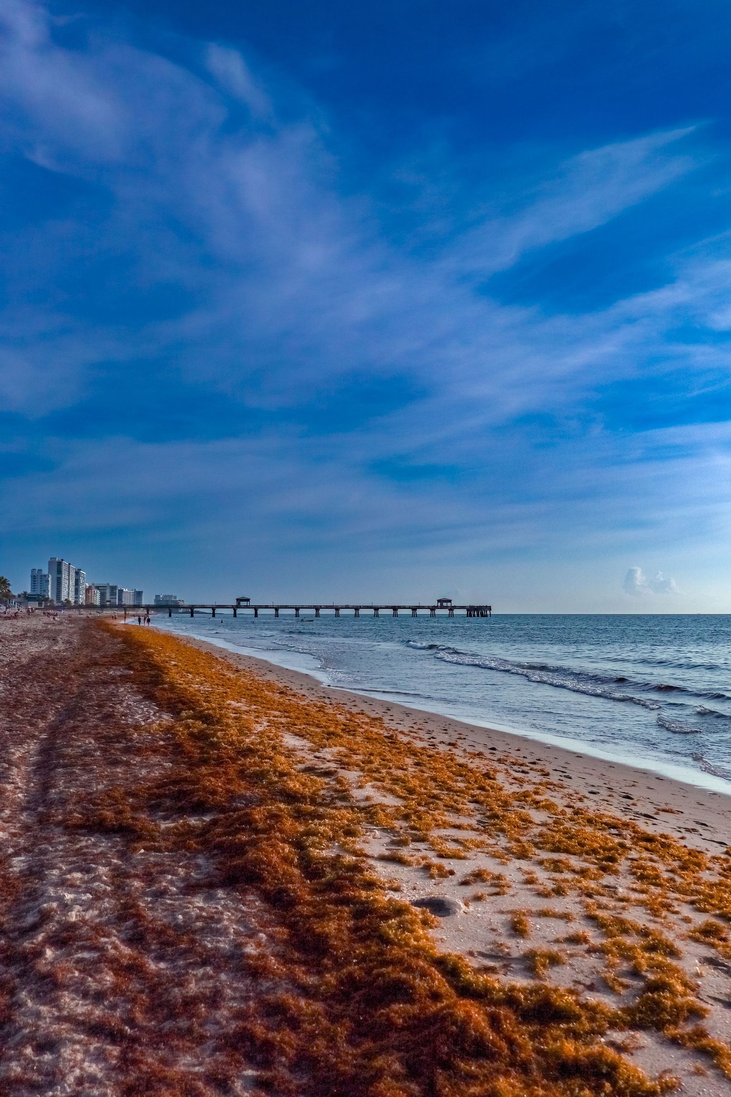 Wide sandy beach covered in sargassum seaweed with a pier and city skyline under a blue sky.