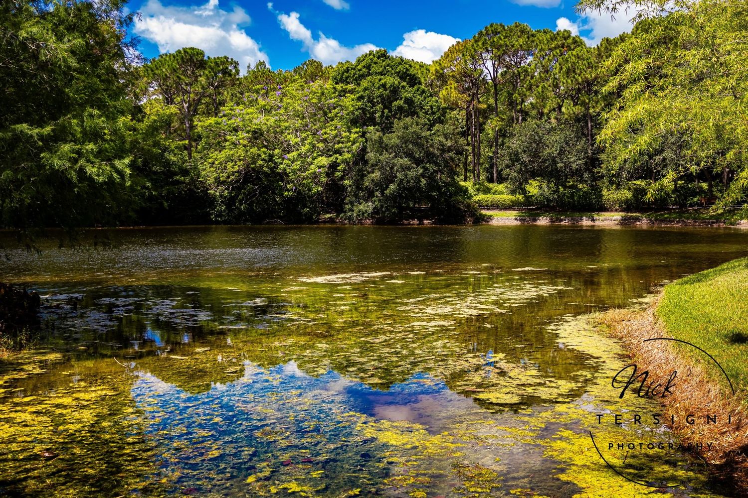 Peaceful lake surrounded by lush green trees reflecting blue sky and clouds with lily pads.