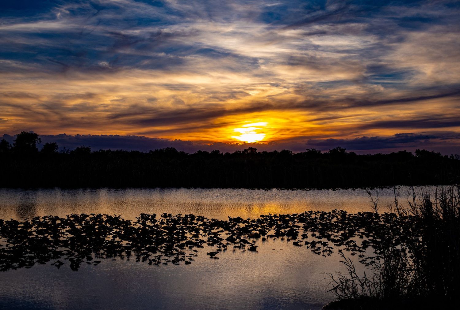 Stunning golden sunset reflecting on calm lake with silhouetted lily pads and trees.