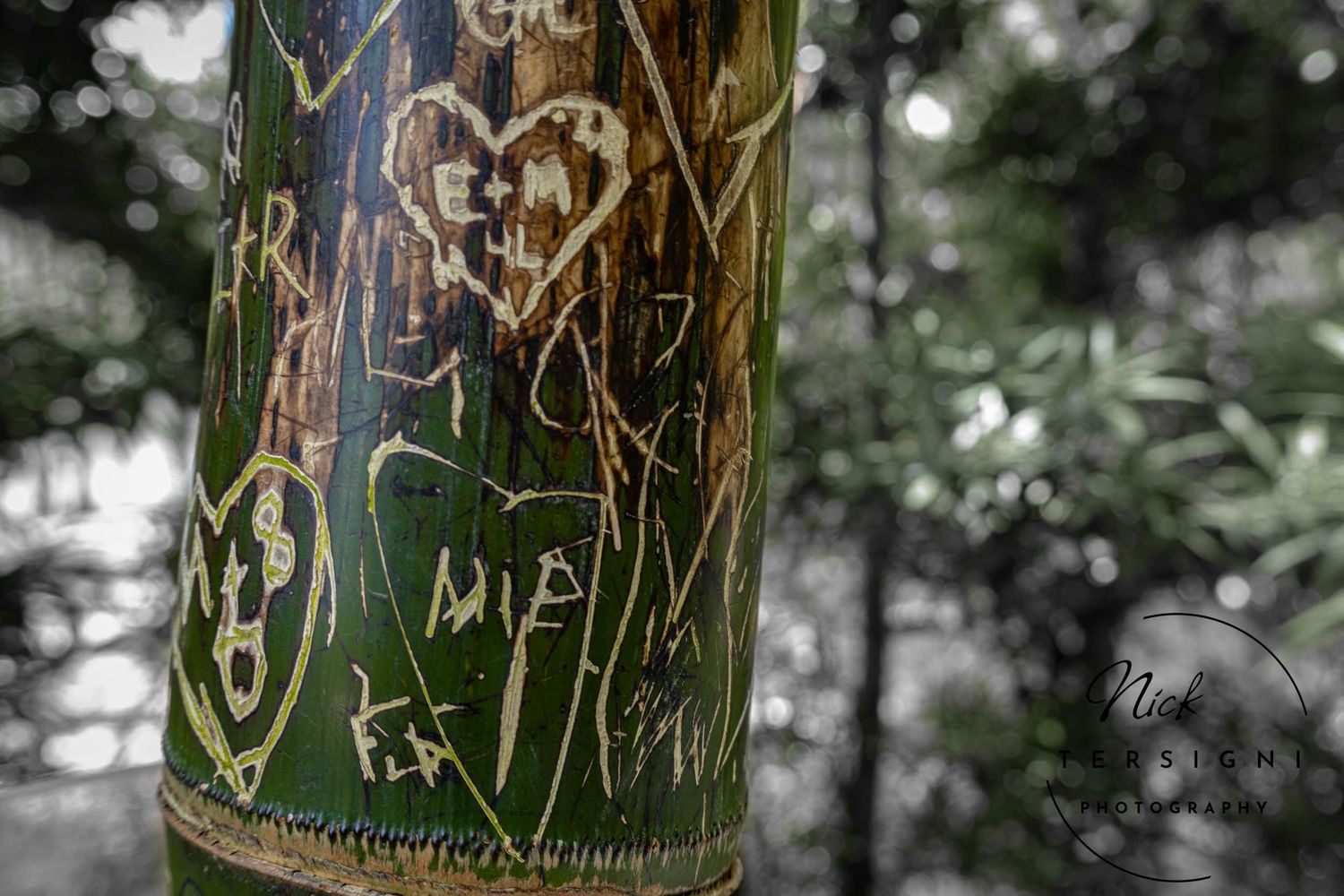 Close-up of a bamboo trunk covered in carved graffiti hearts and initials in a forest setting.