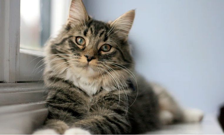 Happy content cat being looked after