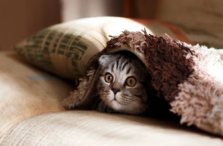 Peekaboo, cat poking out