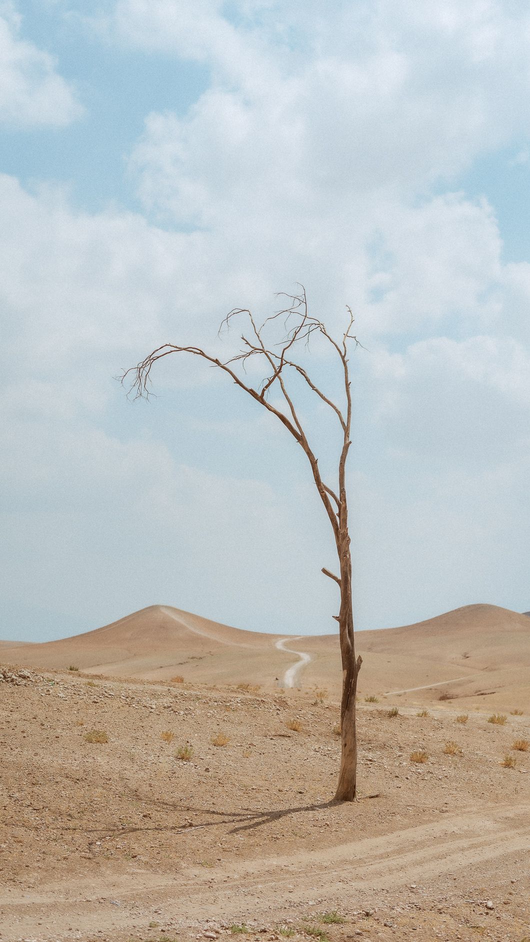 A lone bare dead tree standing in a vast sandy desert landscape under a cloudy blue sky.