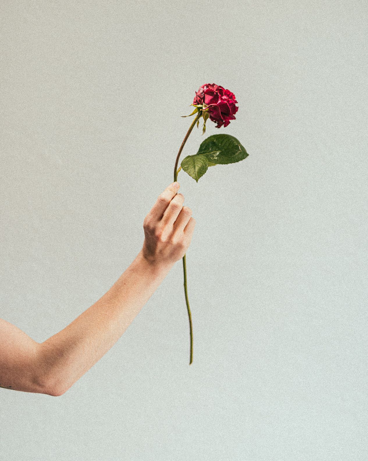 A hand holding a single red hydrangea flower with green leaves against a light gray background.