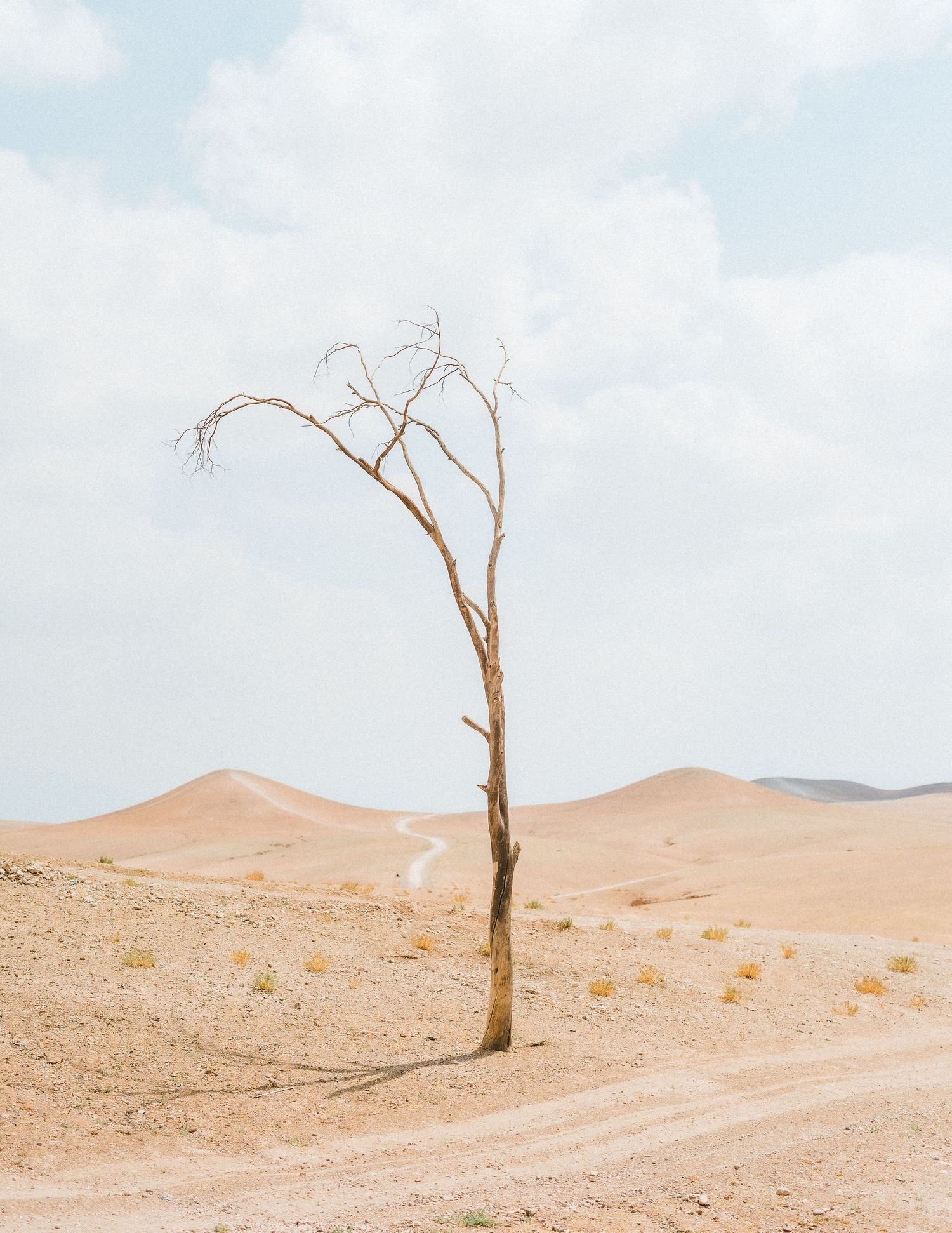 Lone bare dead tree standing in a vast sandy desert landscape under a cloudy sky.