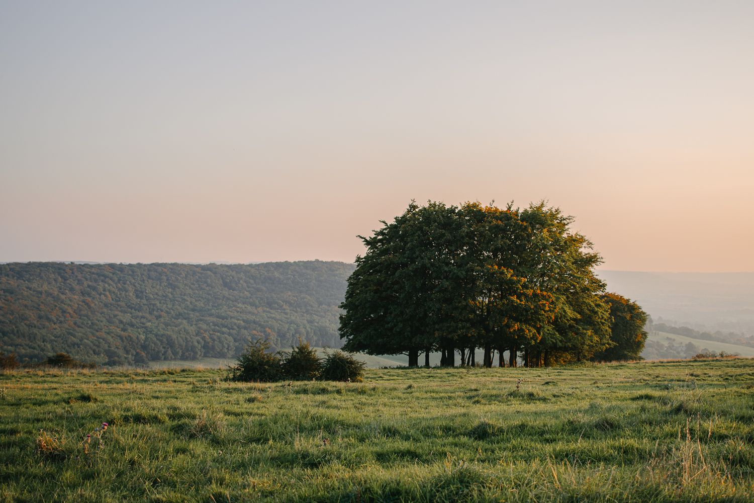 A serene countryside landscape at sunset with a cluster of green trees in a grassy meadow and rolling hills in the background.