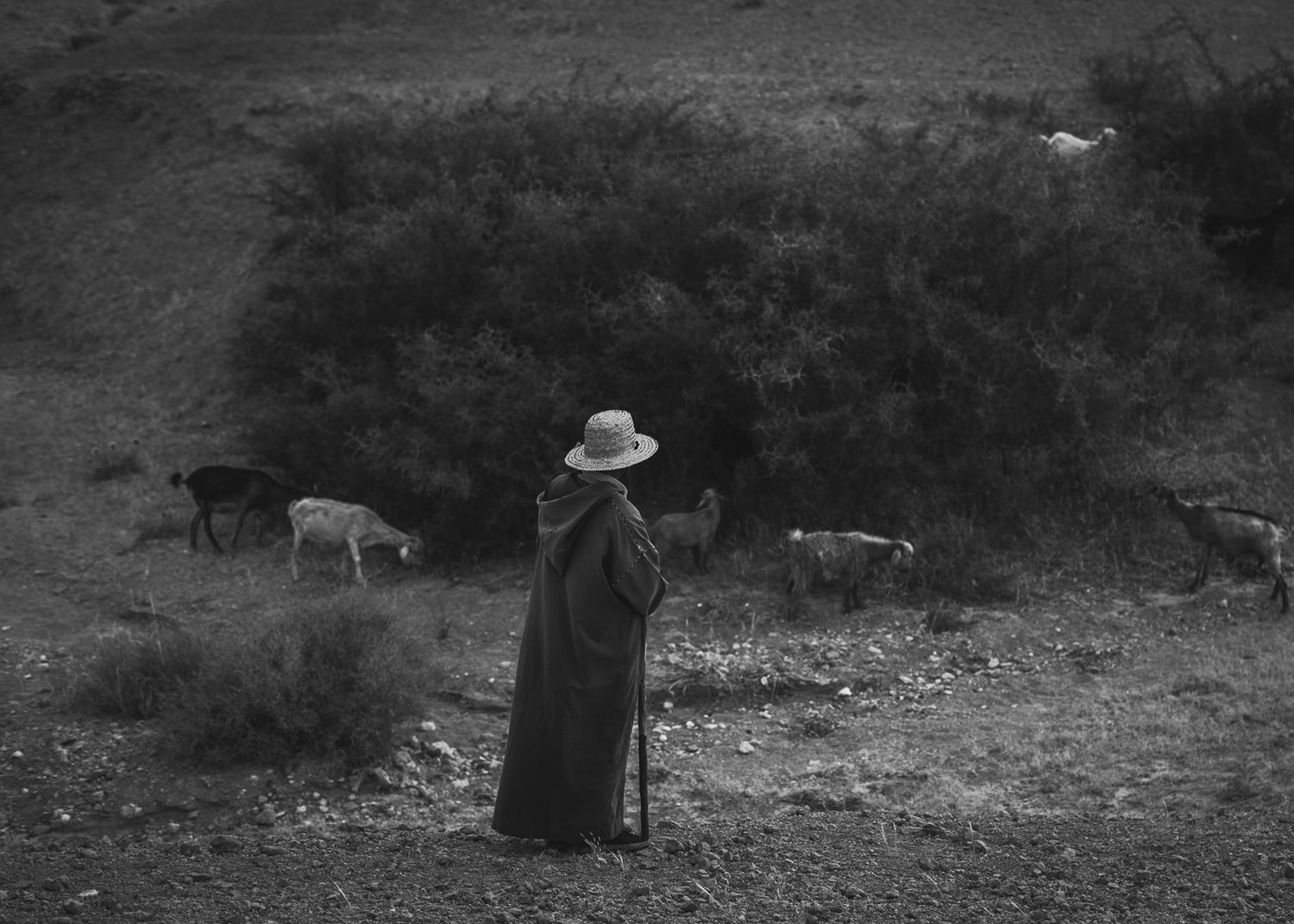 Black and white photo of a robed shepherd with hat and staff watching over grazing goats in arid landscape.