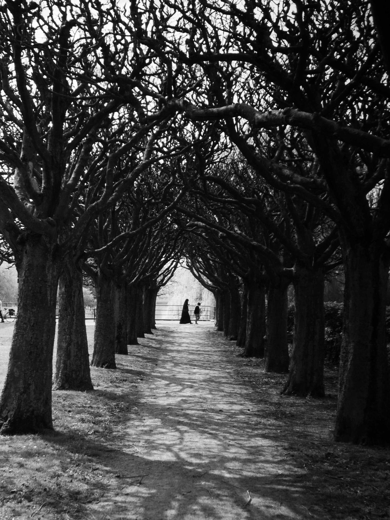 A lone figure walks along a dramatic tree-lined avenue with bare branches forming a natural tunnel.