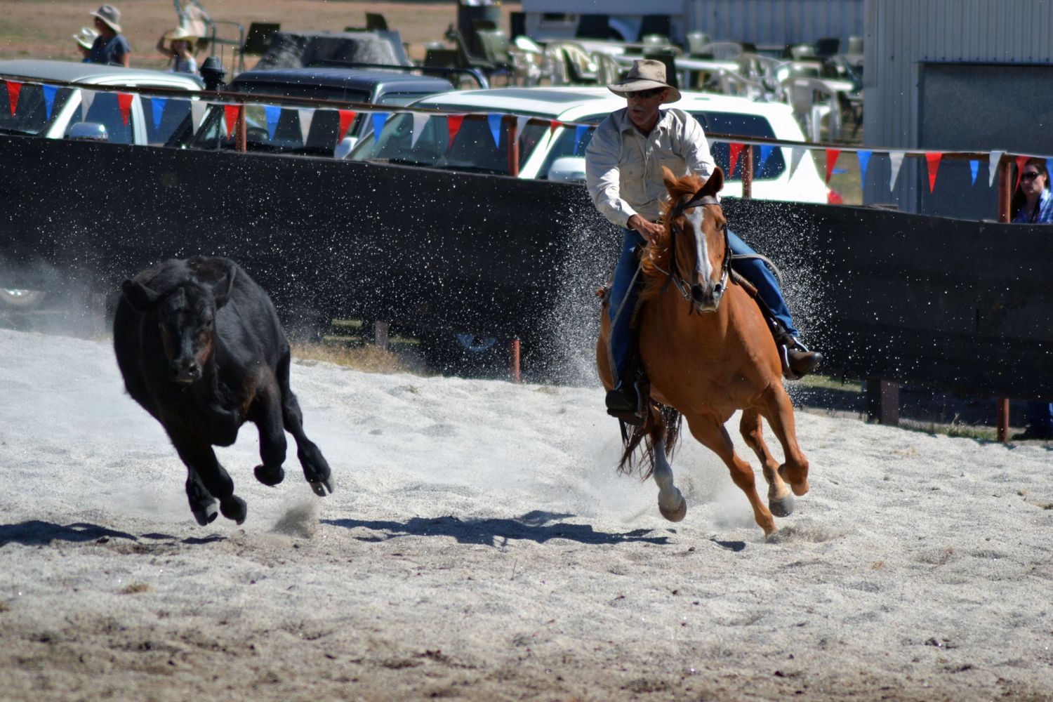 Photo of man on a horse chasing a bull at campdraft in western Australia.