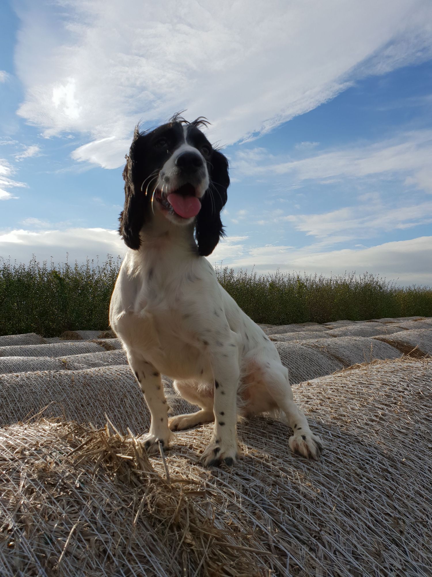portrait shot of a dog on hale bails.