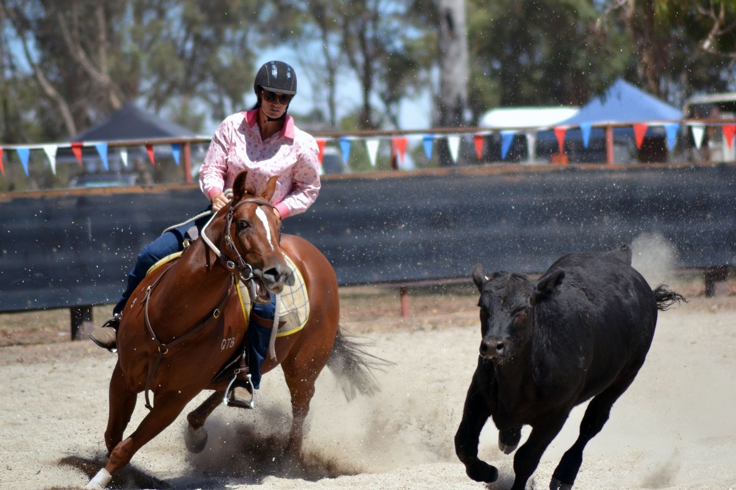 Photo of lady on a horse, chasing a bull at campdraft in Western Australia.