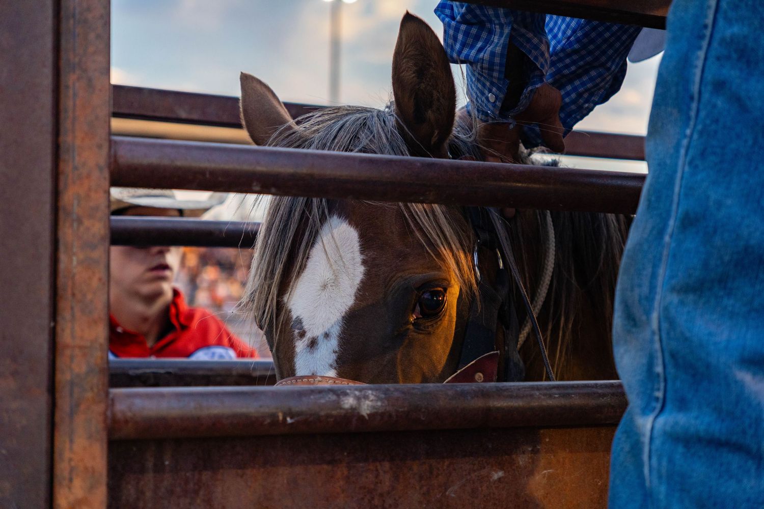 Brown horse with blaze face peers through metal rodeo chute rails as handlers prepare nearby.