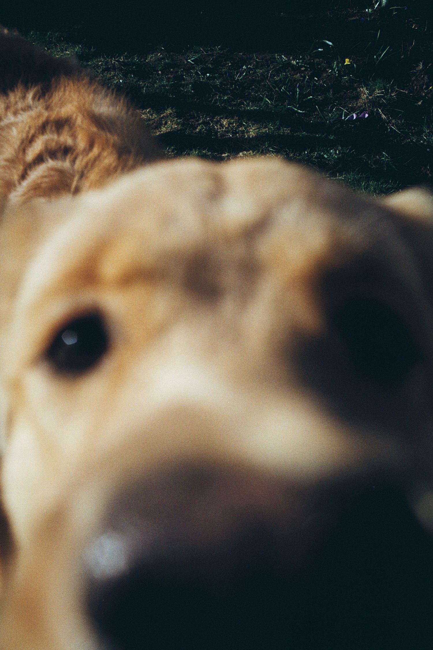 Close-up portrait of a golden retriever dog with blurred nose in foreground.