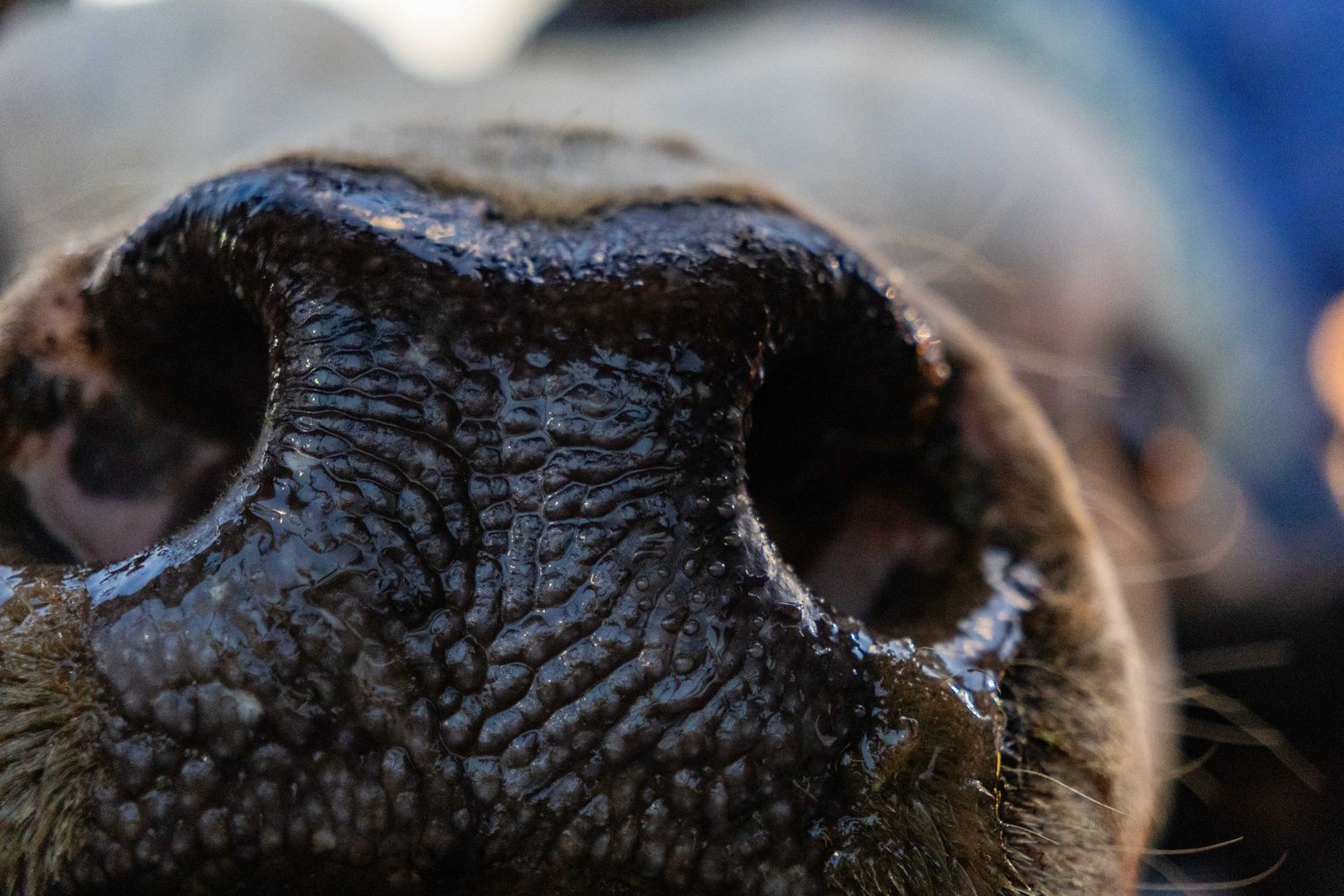 Close-up macro photo of a dark wet dog nose showing detailed texture and skin patterns.