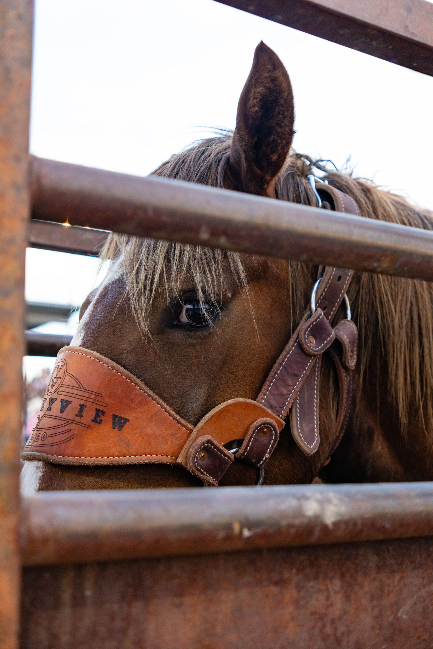 Close-up of a brown horse wearing a leather halter peeking through rustic metal rodeo fence rails.