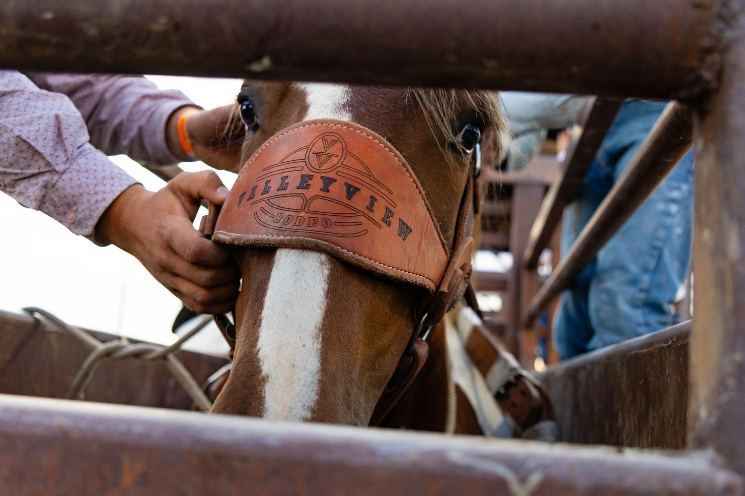 A close-up of a leather blinder marked Valleyview being fitted on a horse in a rodeo chute.