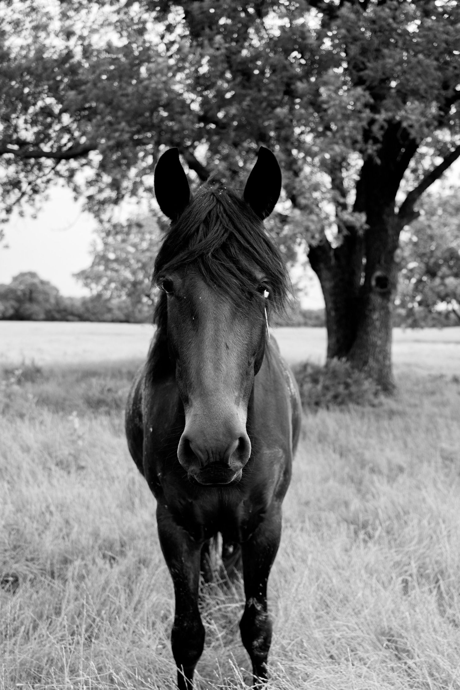 Black and white portrait of a dark horse standing in a grassy field with trees in the background.