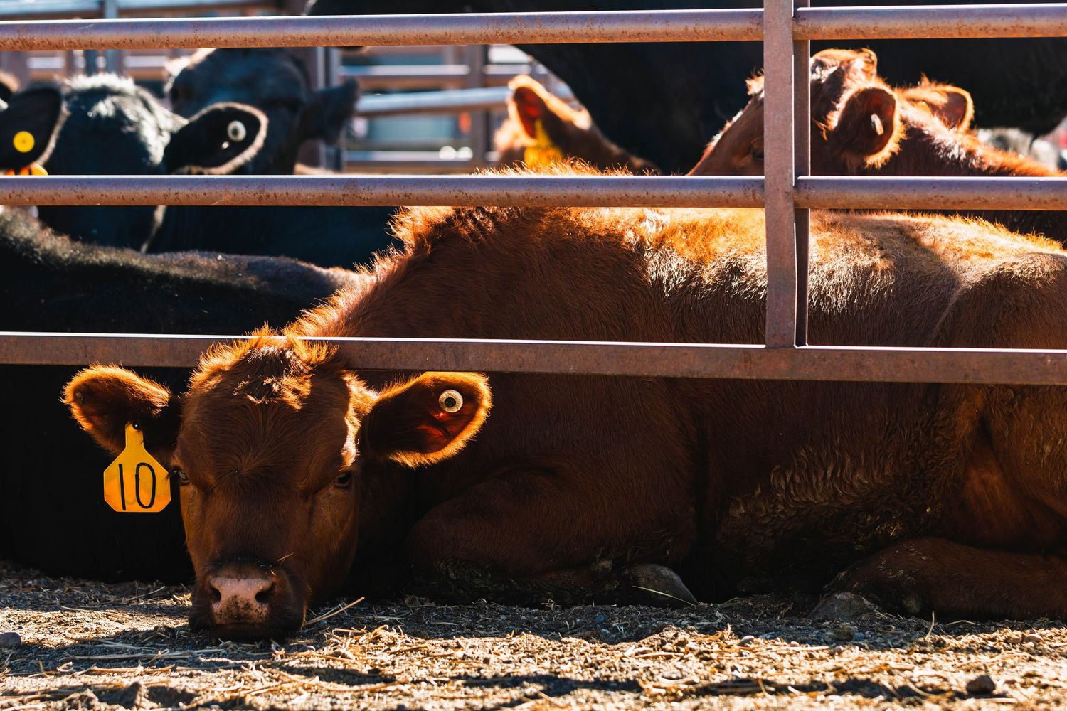 A brown calf with yellow ear tag number 10 rests on the ground inside a metal livestock pen with other cattle.