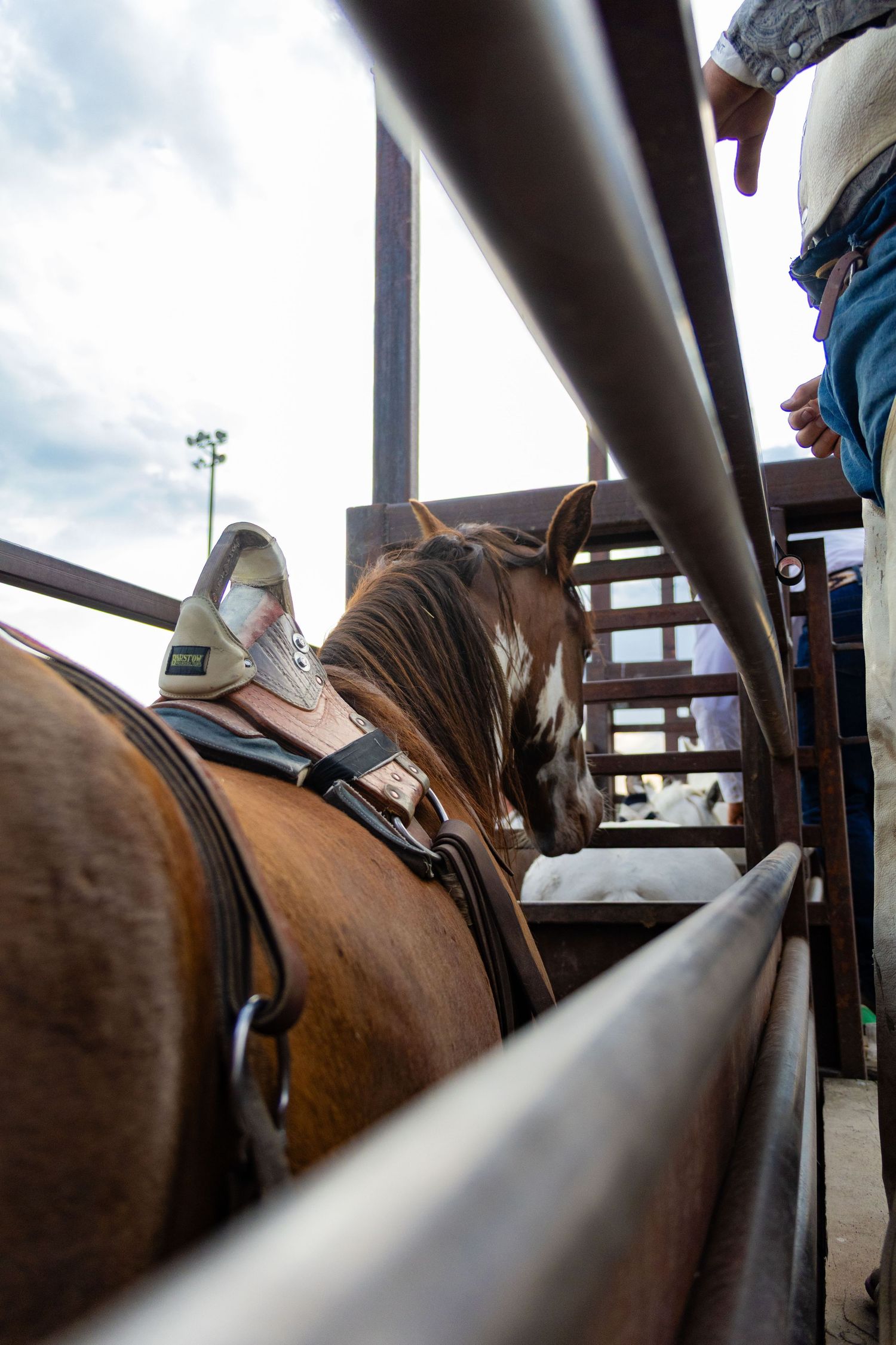 A saddled brown horse stands in a rodeo chute as a cowboy prepares nearby under a cloudy sky.