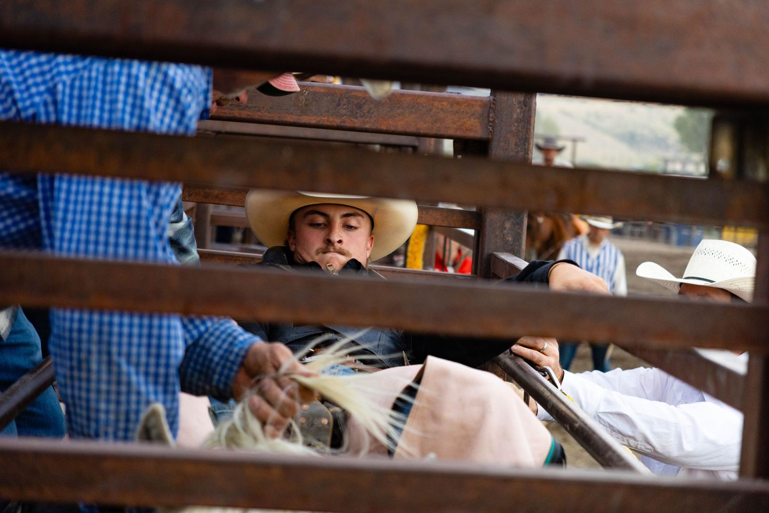A cowboy in a straw hat prepares riding gear while leaning through metal rodeo chute rails.