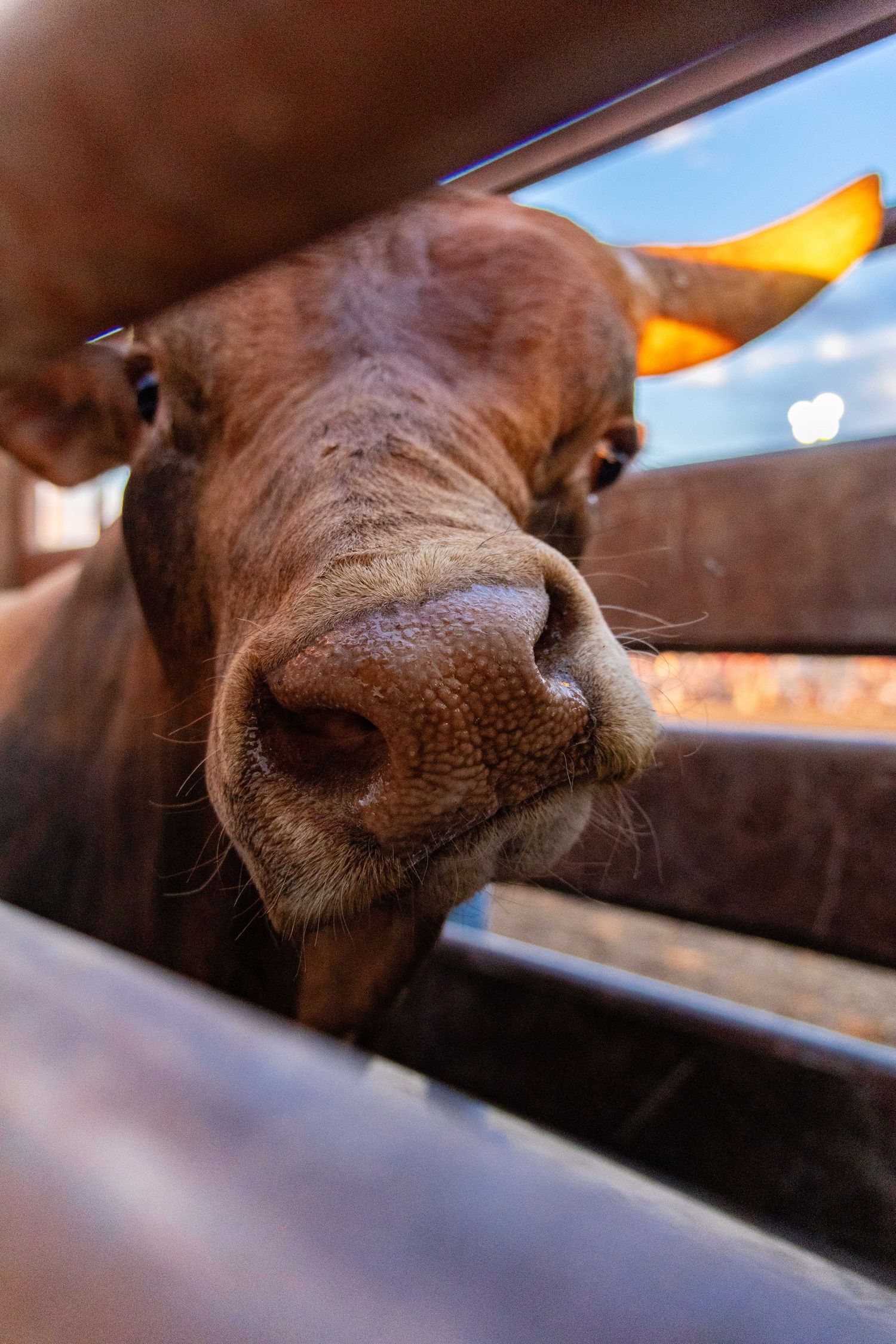 Close-up of brown bull with orange ear tag poking nose through metal chute rails at a rodeo.