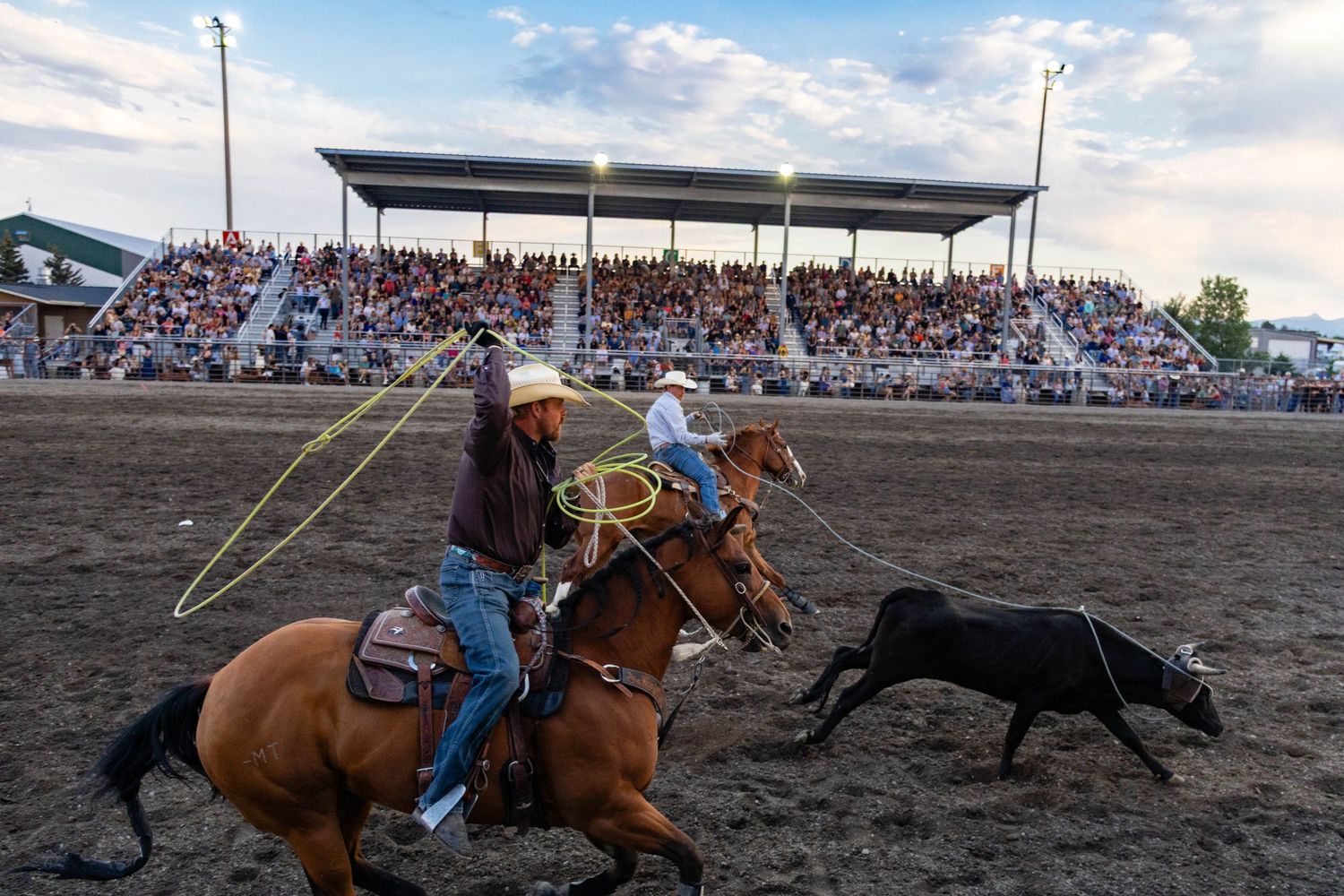Two cowboys on horseback rope a black steer before a packed grandstand at a western rodeo event.