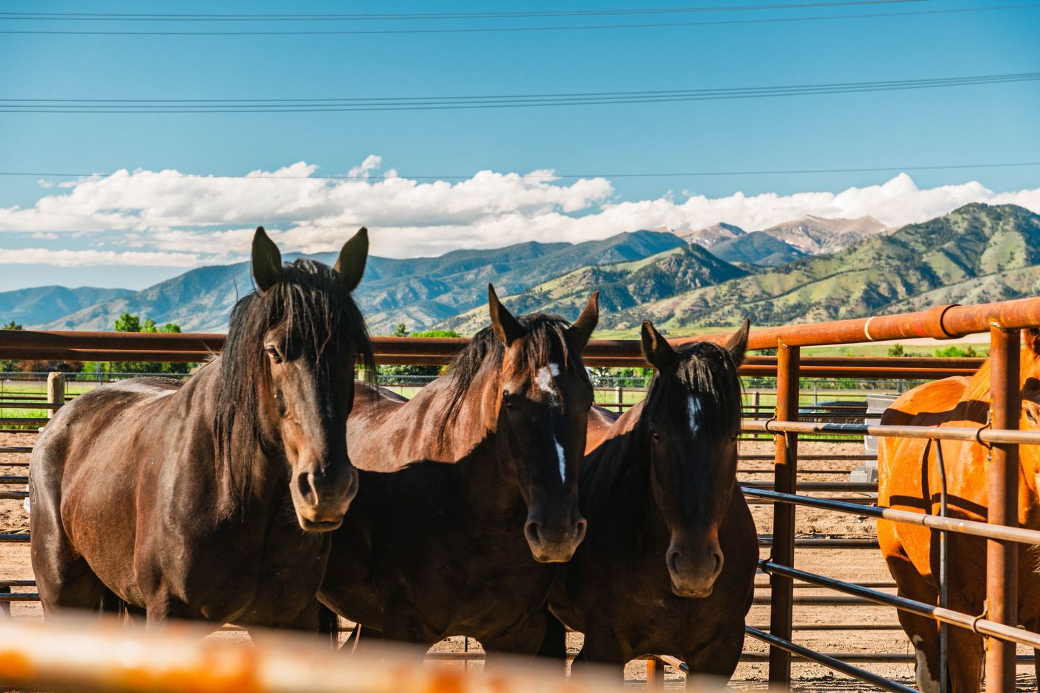 Three dark brown horses standing together in a ranch corral with scenic mountain backdrop under blue sky.